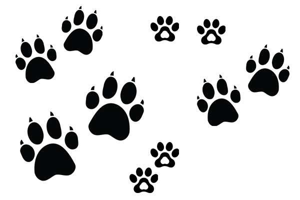 Debby's animal prints