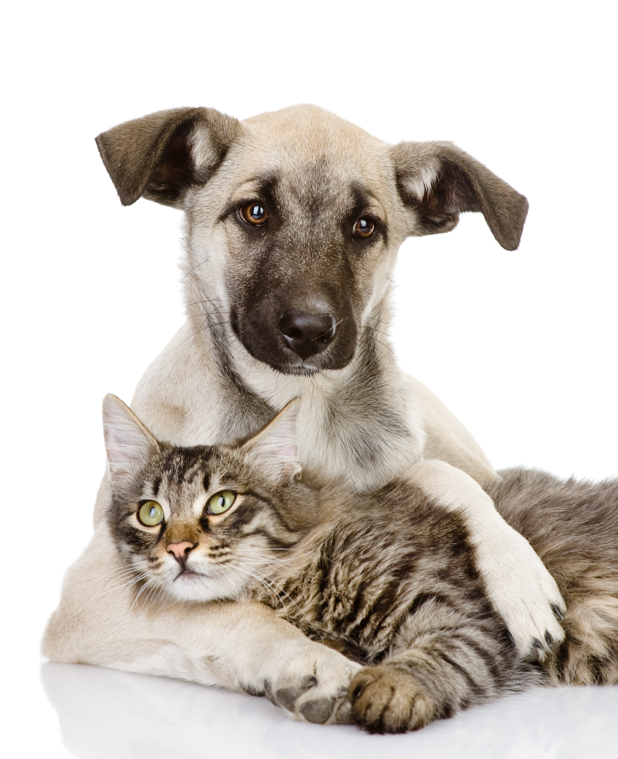 puppy and kitten hugging