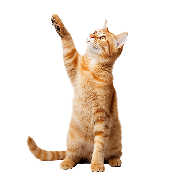 kitten